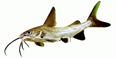 Shark catfish