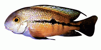 Nicarauguan cichlid
