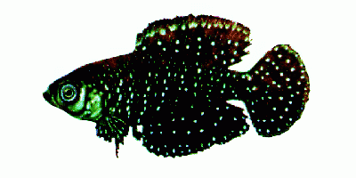 Schwarzflossenfächerfisch