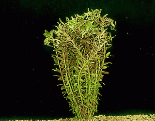Small leaved rotala