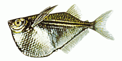 Silver Hatchet Fish