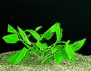 Heart leaf waterchalice