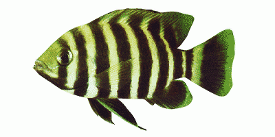 Zebra-Tilapia