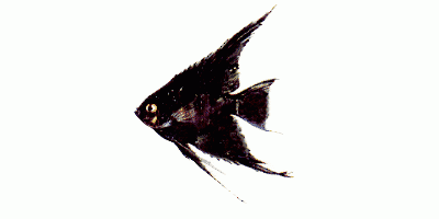 Black angelfish