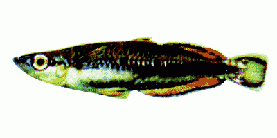 Rotschwanz-Ährenfisch
