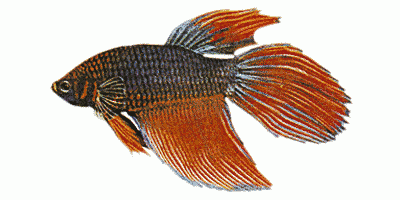 Kampffisch