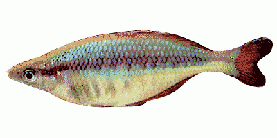 Blehers Rainbowfish'