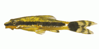 Dwarf Suchermouth Catfish