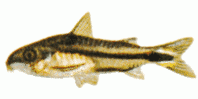 Dwarf Catfish