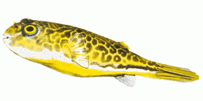 Freshwater Puffer fish