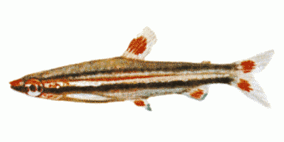 ThreeLined Pencilfish