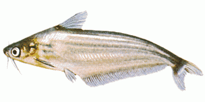 Striped Schilbe Catfish