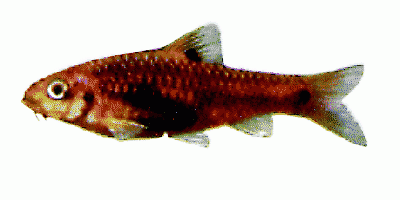 Two Spot Barb