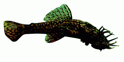 Bristlenose catfish