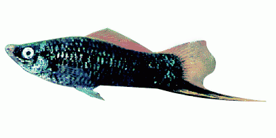 Black Tuxedo Swordtail (Male)