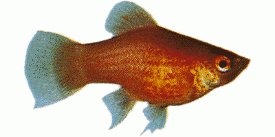 Coral Platy